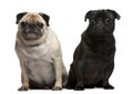 Pug, 5 years old, Pug, 4 years old Royalty Free Stock Photo