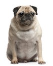 Pug, 5 years old, sitting in front of white background Royalty Free Stock Photo