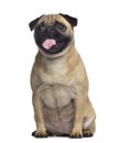 Pug, 2 years old, sitting and stickincg the tongue out Royalty Free Stock Photo