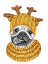 Pug with yellow knitted hat and scarf. Hand drawn illustration of dressed dog