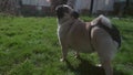 Pugdog walks in garden wearing heat pants while being in heat. Physilology.