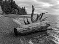 Puget Sound Driftwood Royalty Free Stock Photo