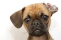 Puggle Royalty Free Stock Photo