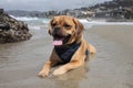 Puggle at the beach Royalty Free Stock Photo