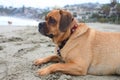 Puggle beach Royalty Free Stock Photo