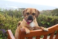 Puggle beach Royalty Free Stock Photo