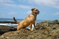 Puggle beach Royalty Free Stock Photo