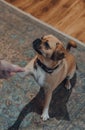 Puggle dog sitting on the floor at home, giving paw to his owner Royalty Free Stock Photo