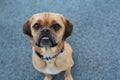 Puggle Royalty Free Stock Photo