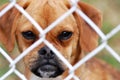 Puggle Looking Through Fence