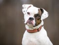 A Puggle mixed breed dog listening with a head tilt Royalty Free Stock Photo