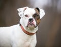 A Puggle mixed breed dog looking at the camera Royalty Free Stock Photo