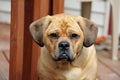 Puggle