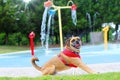 Puggle at playground with water feature