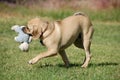 Puggle playing