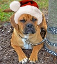 Puggle pup wearing a Santa hat