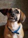Puggle puppy dog funny teeth face Royalty Free Stock Photo