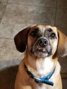 Puggle puppy dog funny teeth face Royalty Free Stock Photo
