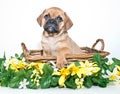 Puggle Puppy