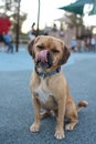 Dog at playground