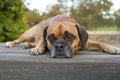 Puggle on table Royalty Free Stock Photo