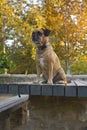 Puggle on table Royalty Free Stock Photo