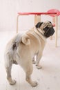 Puggy dog Royalty Free Stock Photo