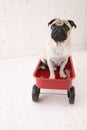 Puggy dog in car toy Royalty Free Stock Photo