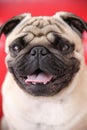 Puggy dog closeup Royalty Free Stock Photo