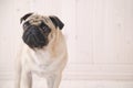 Puggy dog face Royalty Free Stock Photo