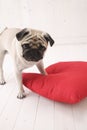 Puggy dog play witjh red pillow Royalty Free Stock Photo