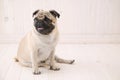 Puggy dog sit on the floor Royalty Free Stock Photo