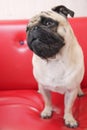 Puggy dog thinking Royalty Free Stock Photo