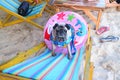 Puggy with a rubber ring to the sea. Sit on a sand beach chair Royalty Free Stock Photo