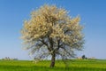 Between Puglia and Basilicata: spring landscape with wheat field.ITALY.Lone tree in bloom over corn field unripe. Royalty Free Stock Photo