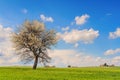 Between Puglia and Basilicata: spring landscape with wheat field.ITALY.Lone tree in bloom over corn field unripe. Royalty Free Stock Photo