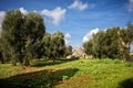 Trulli with olive grove. Val d`Itria - Puglia Apulia - Italy