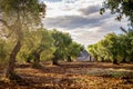 Old olive grove at sunset in Puglia Apulia Ã¢â¬â Italy