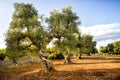 Old olive grove at sunset in Puglia Apulia Ã¢â¬â Italy