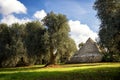 Trulli with olive grove. Val d`Itria - Puglia Apulia - Italy