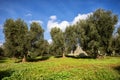 Trulli with olive grove. Val d`Itria - Puglia Apulia - Italy