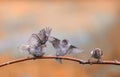 Pugnacious funny little funny bird Chicks sparrows sitting on a tree branch in a Sunny clear Park and waving their wings Royalty Free Stock Photo