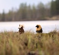 Pugnacious handsome 6. Ruffs fight in swamp. Royalty Free Stock Photo