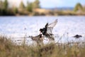 Pugnacious handsome 3. Ruffs fight in swamp. Royalty Free Stock Photo