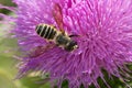 Pugnacious Leafcutter Bee - Megachile pugnata