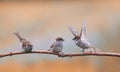 Pugnacious little  birds sparrows sitting on a tree branch in a Sunny clear Park and waving their wings Royalty Free Stock Photo