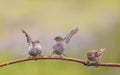 pugnacious funny birds sparrows sit on a tree branch in a Sunny clear Park and flap their wings Royalty Free Stock Photo