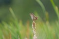 Marsh Wren singing in marsh Royalty Free Stock Photo