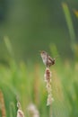 Marsh Wren singing in marsh Royalty Free Stock Photo