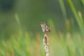 Marsh Wren singing in marsh Royalty Free Stock Photo